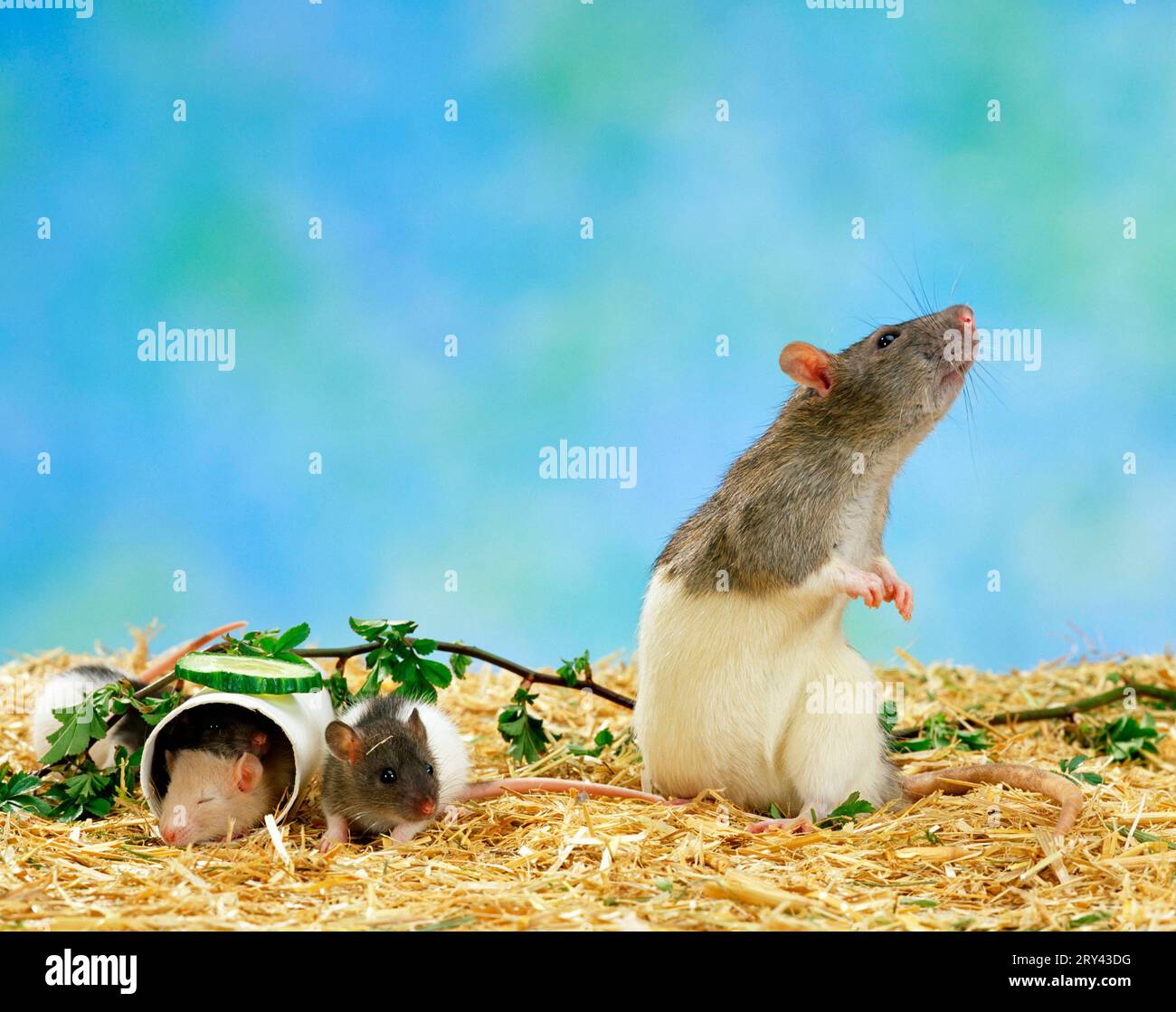Farbige Ratten, Weibchen und Jungtiere Stockfoto