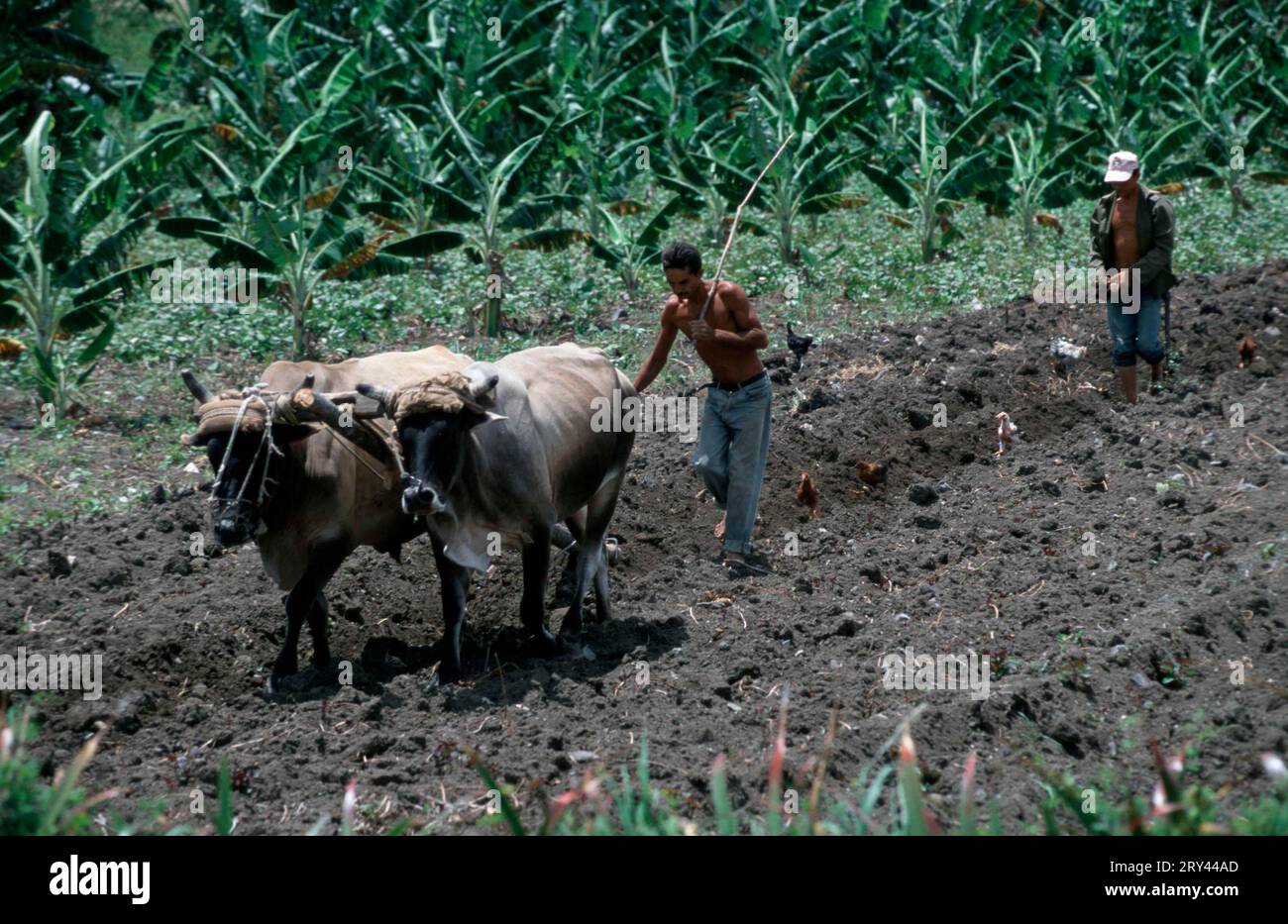 Bauer mit Ochsenpflug, Kuba Stockfoto