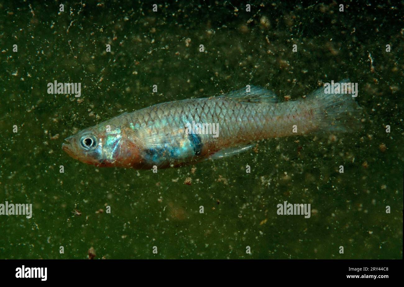 Gambuse, Goblinkarpfen (Gambusia affinis), lateral, Deutschland Stockfoto