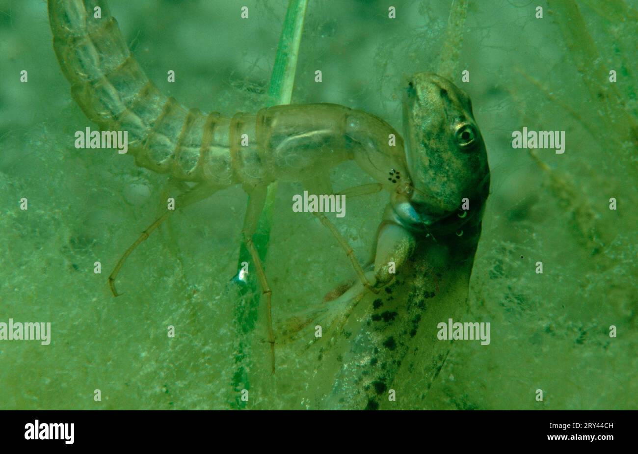 Toller Tauchkäfer (Dytiscus marginalis) mit Gefangener Kaulquappe vom Wasserfrosch, Waldsee, Steiermark (Rana esculenta), gelber Blasenkäfer, Österreich Stockfoto