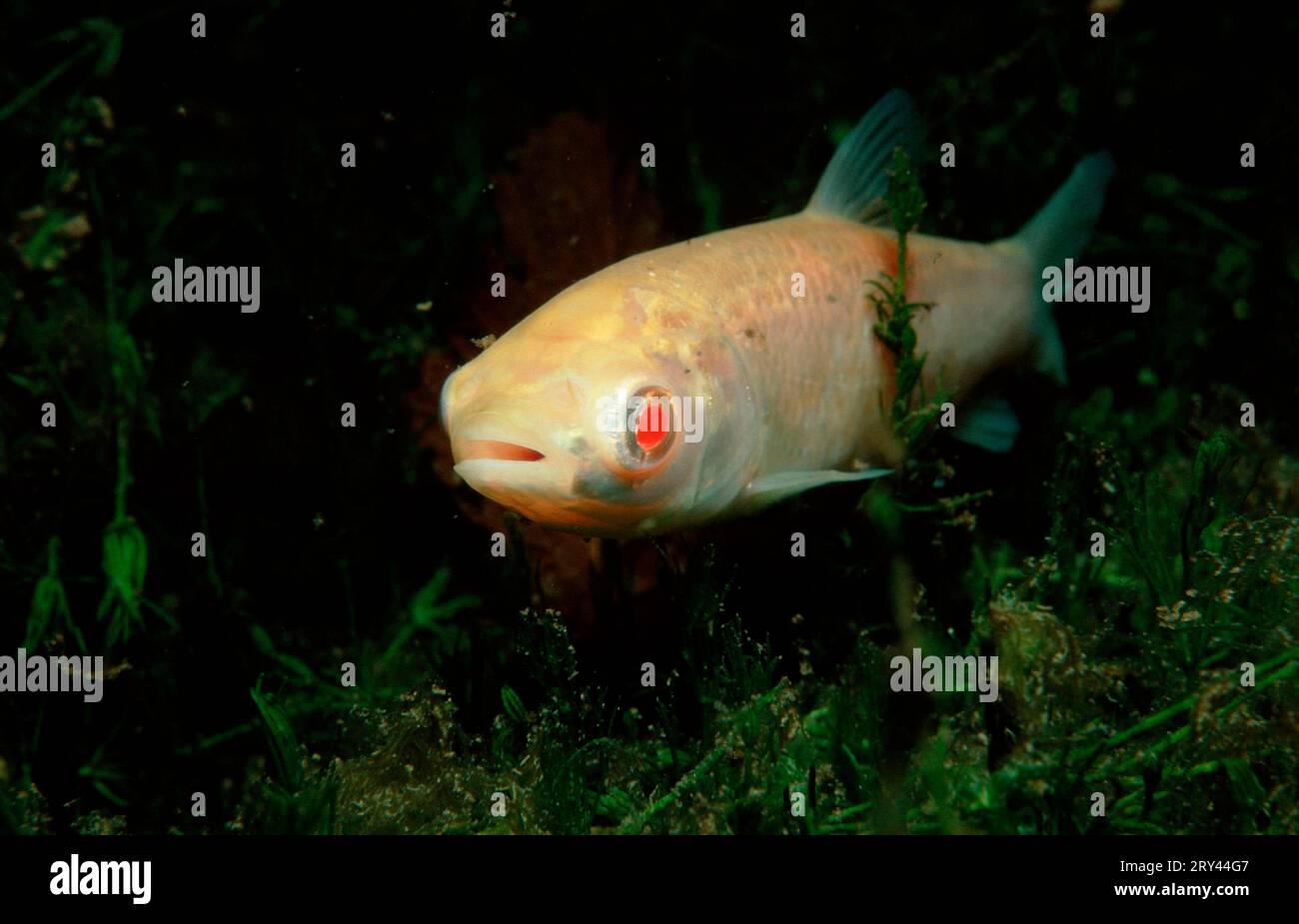Graskarpfen (Ctenopharyngodon idella), Albino, Rhein-Nebenfluss, Baden-Württemberg, Deutschland Stockfoto