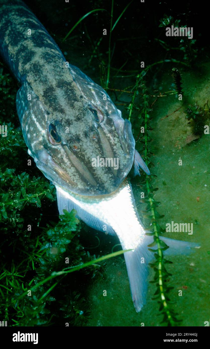 Hechte (Esox lucius) essen Silberbrasse (Blicca bjoerkna) Österreich Stockfoto