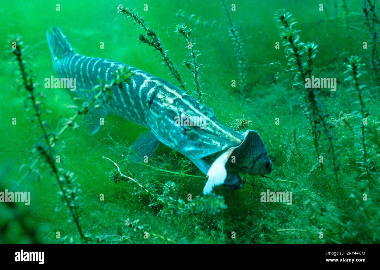 Hecht (Esox lucius) isst Kreuzkarpfen, Auwaldsee, Baden-Württemberg, Deutschland Stockfoto