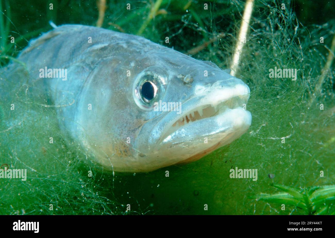 Zander, Österreich, Zander (Sander lucioperca) Worthersee, Kaernten, andere Tiere, Fische, Fisch, Unterwasser, unter Wasser Stockfoto