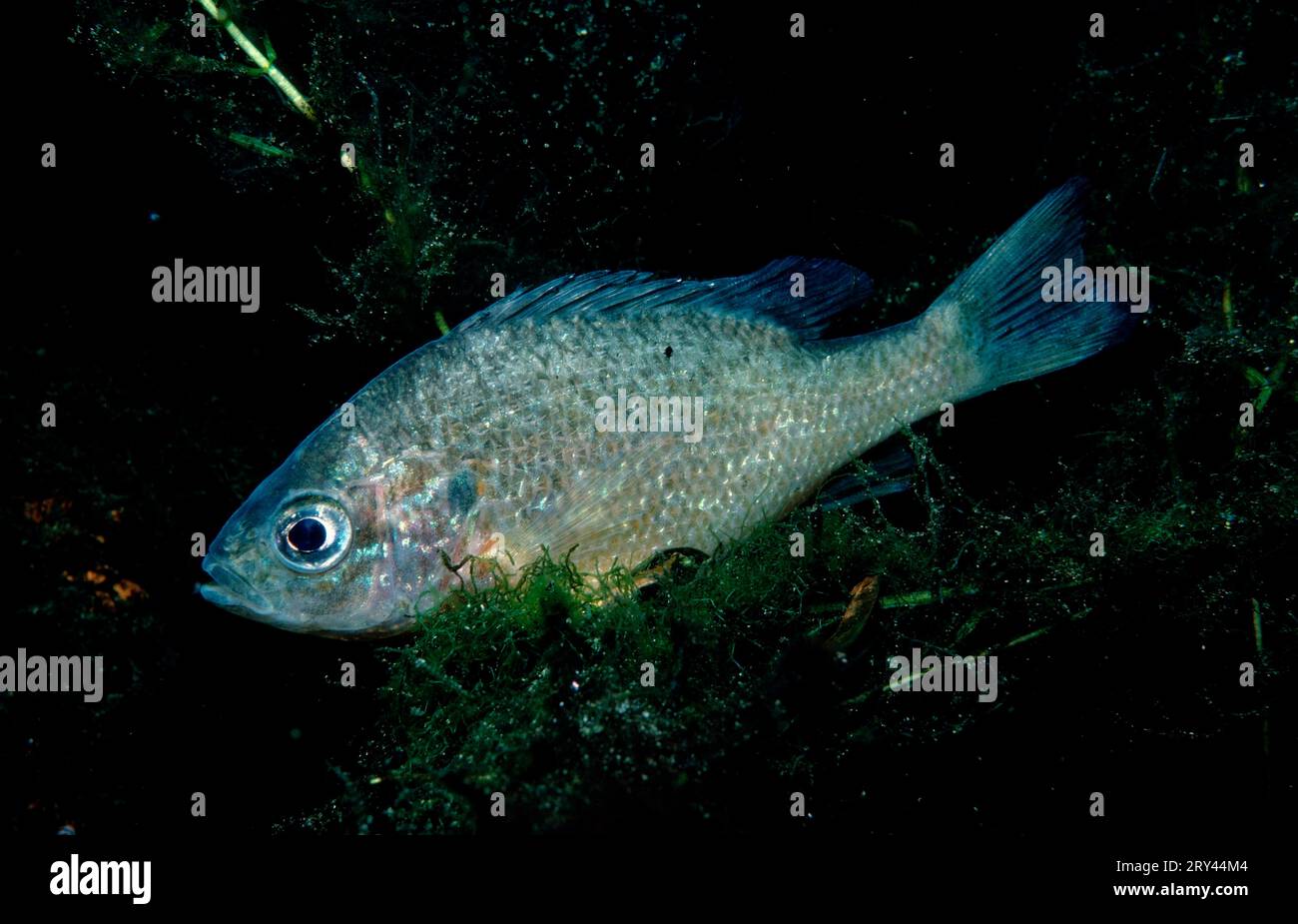 Kürbissonnenfisch, Rheinland-Pfalz, gewöhnlicher Kürbissonnenfisch (Lepomis gibbosus), Steinbruchteich, Rheinland-Pfalz, andere Tiere, Sonstige Stockfoto