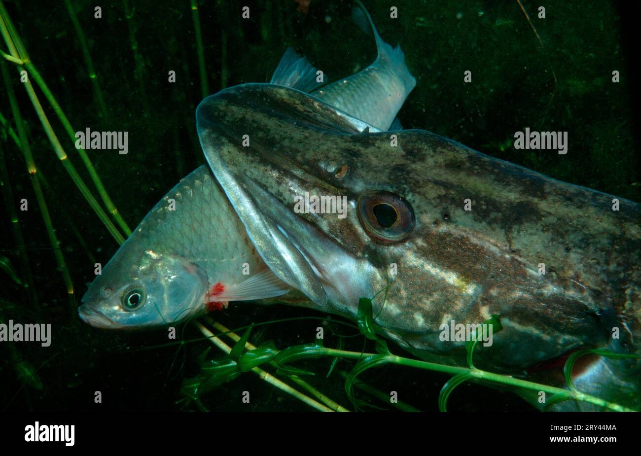 Hecht (Esox lucius) isst rudd (Scardinius erythrophthalmus), Steinbruchteich, Elsass, Frankreich Stockfoto