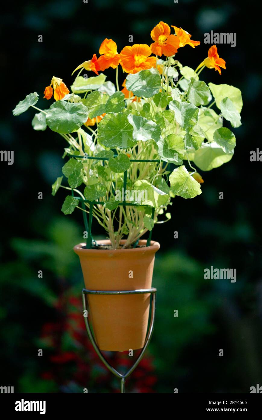 Familie tropaeolaceae Fotos und Bildmaterial in hoher Auflösung Alamy