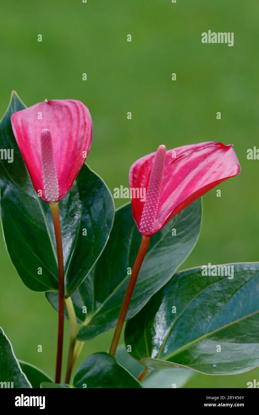 Anthurium (Anthurium), Flamingoblume, Blumen, Blumen, Zierpflanzen, Zierpflanzen, Aronstabgewaechse, Araceae, rosa, Pink, Hochformat, vertikal Stockfoto