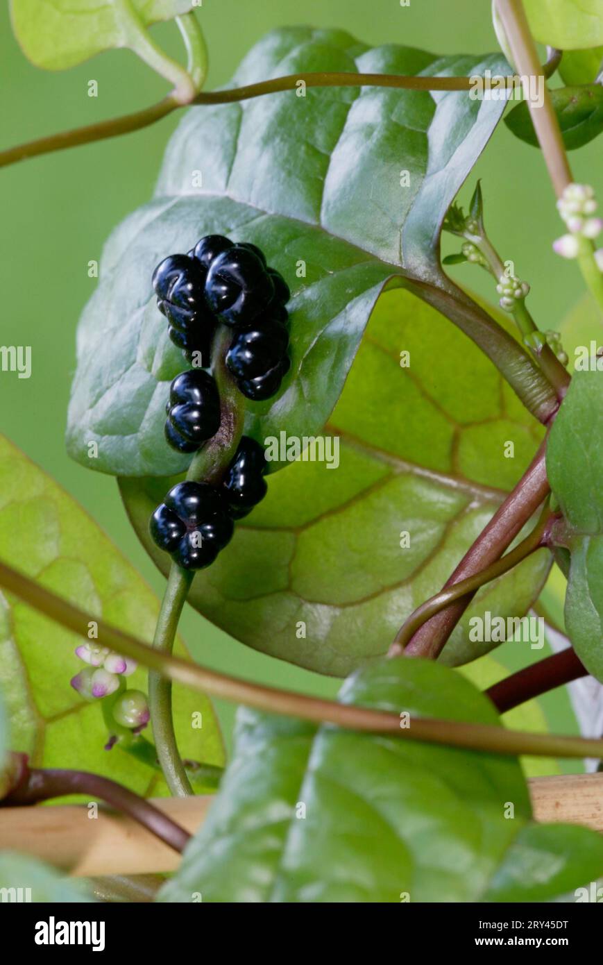 Malabar Spinat Früchte (Basella rubra), Malabarspinat, Fruechte, Pflanzen, Pflanzen, Basellgewaechse, Basellaceae, schwarz, Schwarz, Hochformat Stockfoto