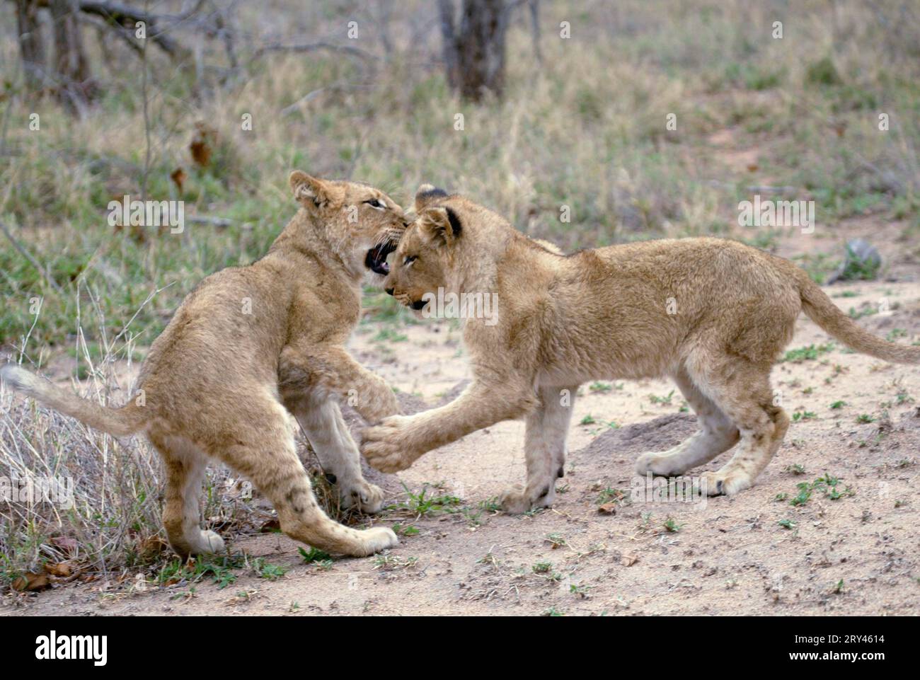 Afrikanische Löwen (Panthera leo), Jungtiere, Sabi Sand Game Reserve, Südafrika, Jungtier Stockfoto