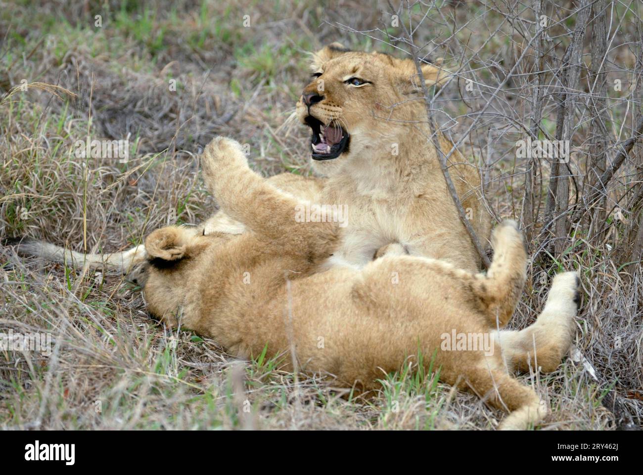 Afrikanische Löwen (Panthera leo), Jungtiere, Sabi Sand Game Reserve, Südafrika, Jungtier Stockfoto