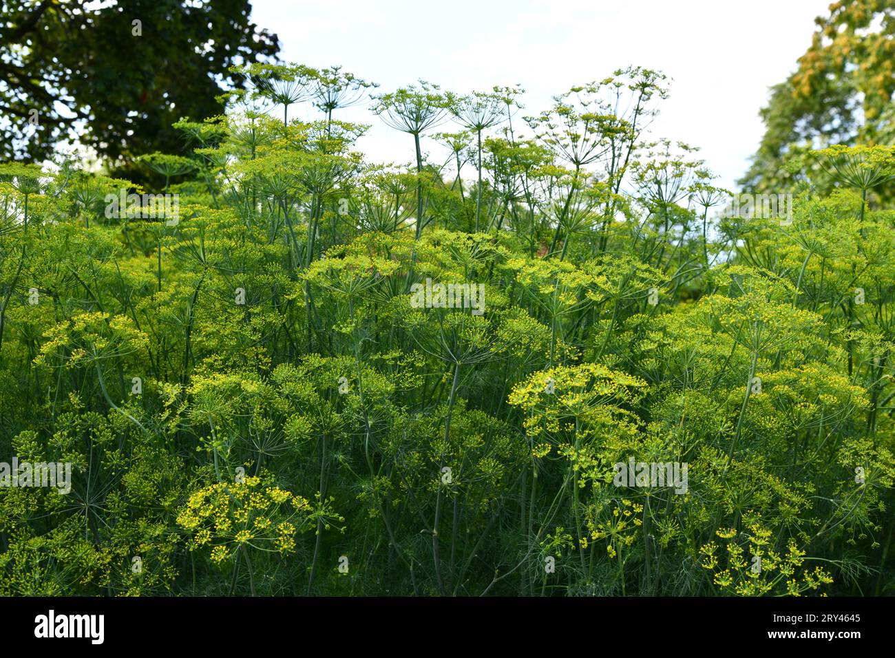 Dill ist ein vielseitiges kulinarisches Kraut Stockfoto