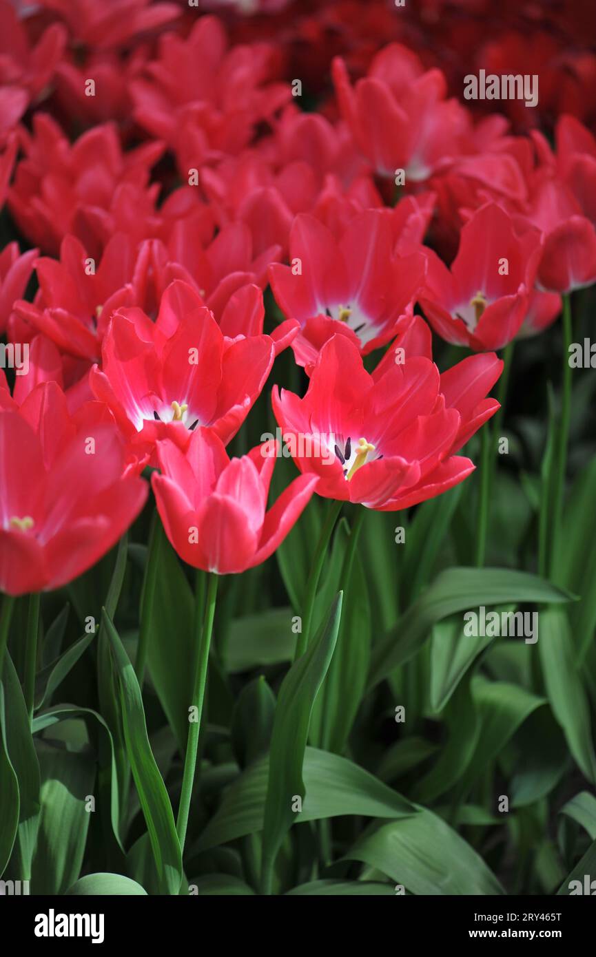 Rote und weiße Tulpen (Tulipa) blühen im April hinter der Bühne in einem Garten Stockfoto