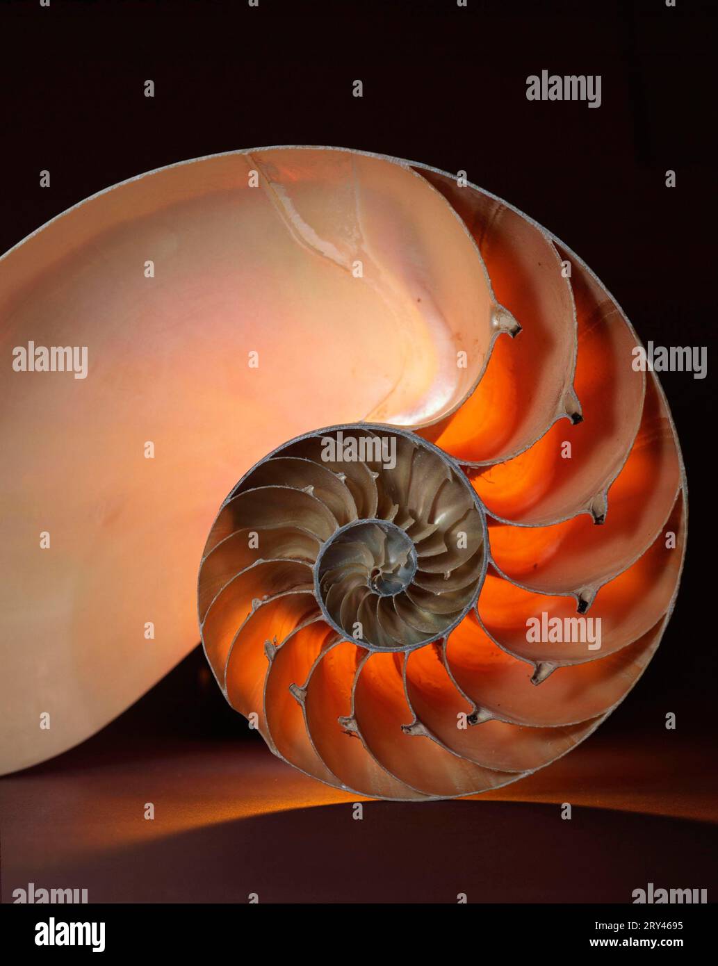 Querschnitt der Schale des gemeinen Perlenbootes (Nautilus pompilius) Stockfoto