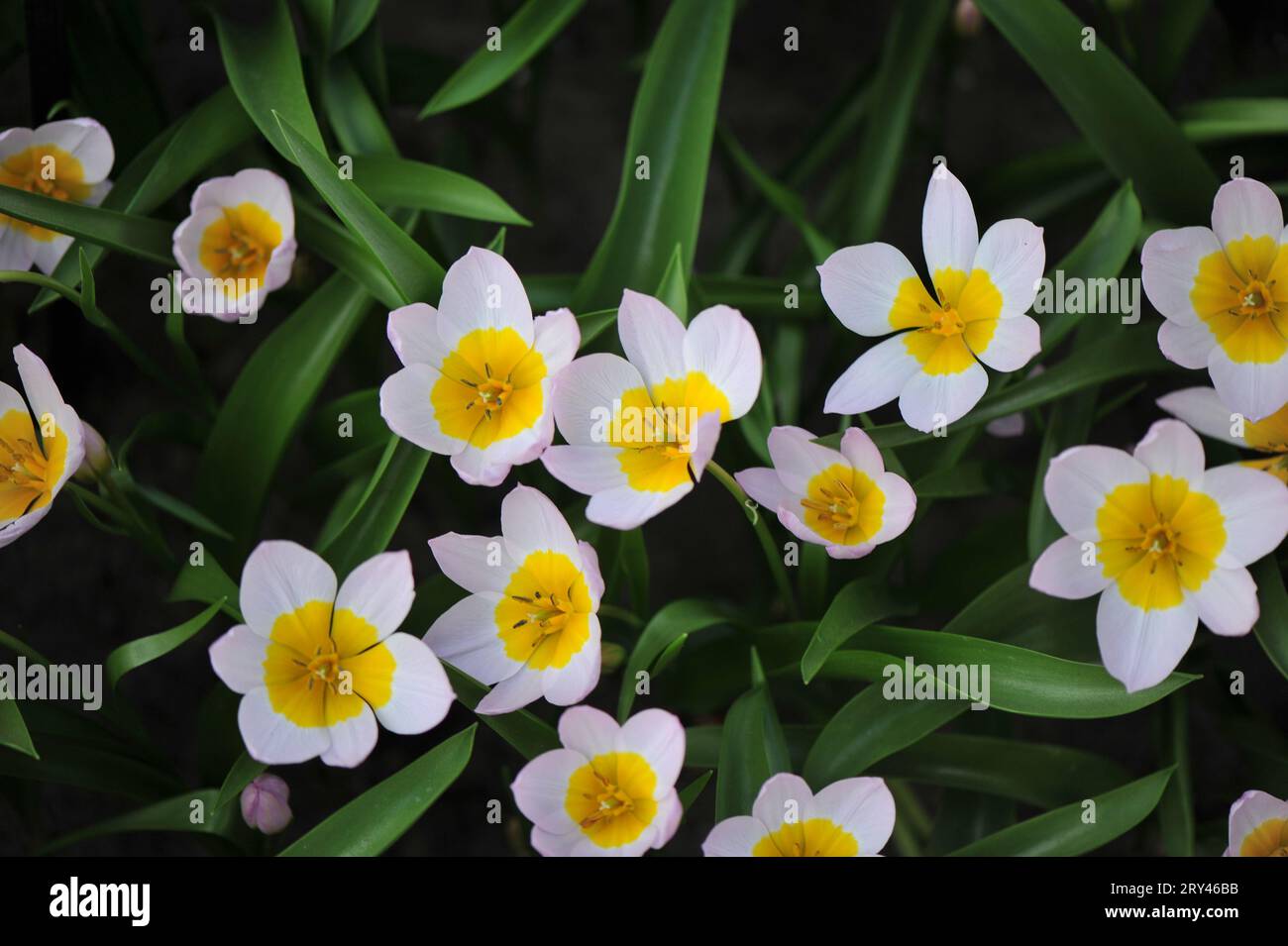 Zwergpinken und Gelb verschiedene Tulpen (Tulipa) Bakeri Flieder Wunderblüte im April in einem Garten Stockfoto