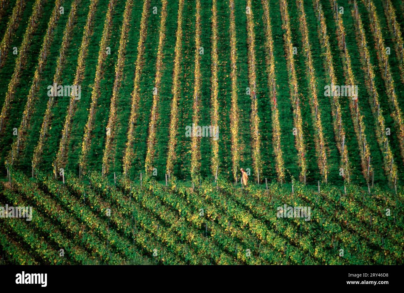 Weinberg, Kiedrich, Hessen, Weinberg, Kiedrich, Rheingau, Hessen, Deutschland Stockfoto