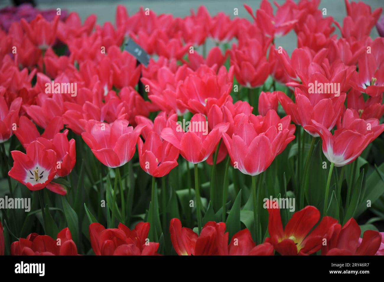 Rote und weiße Tulpen (Tulipa) blühen im April hinter der Bühne in einem Garten Stockfoto
