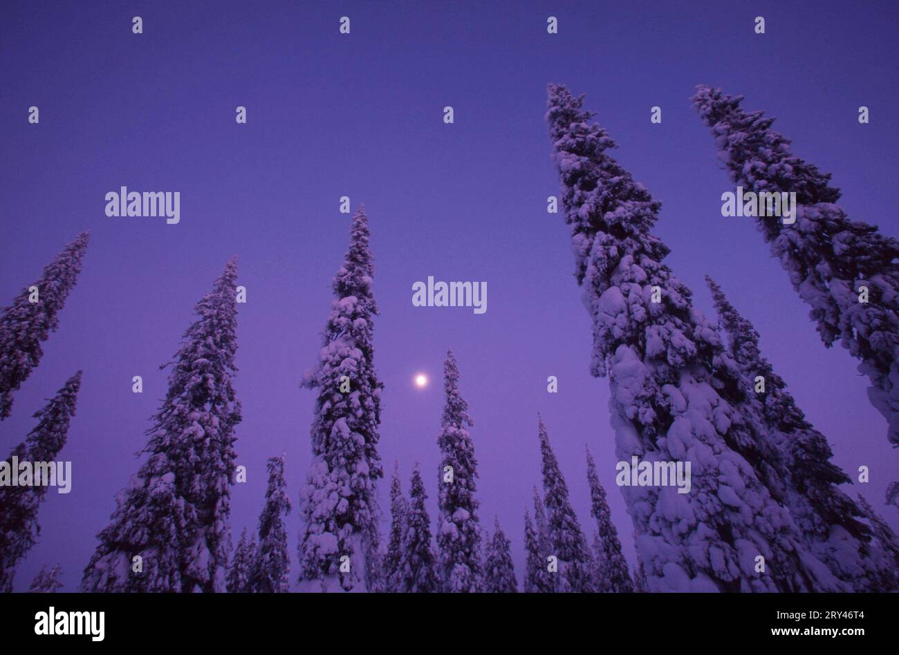 Nadelbäume in der Winternacht, Mountain Valtavaara, Ruka, Kuusamo, Finnland, Nadelbäume in der Winternacht, Berg Valtavaara, Schnee, Schnee Stockfoto