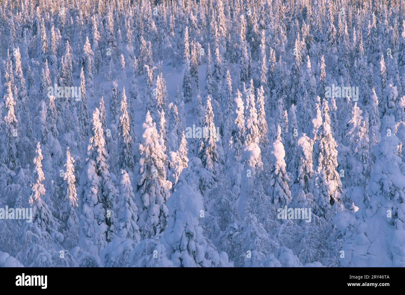 Nadelwald im Winter, Valtavaara Mountain, Ruka, Kuusamo, Finnland Stockfoto