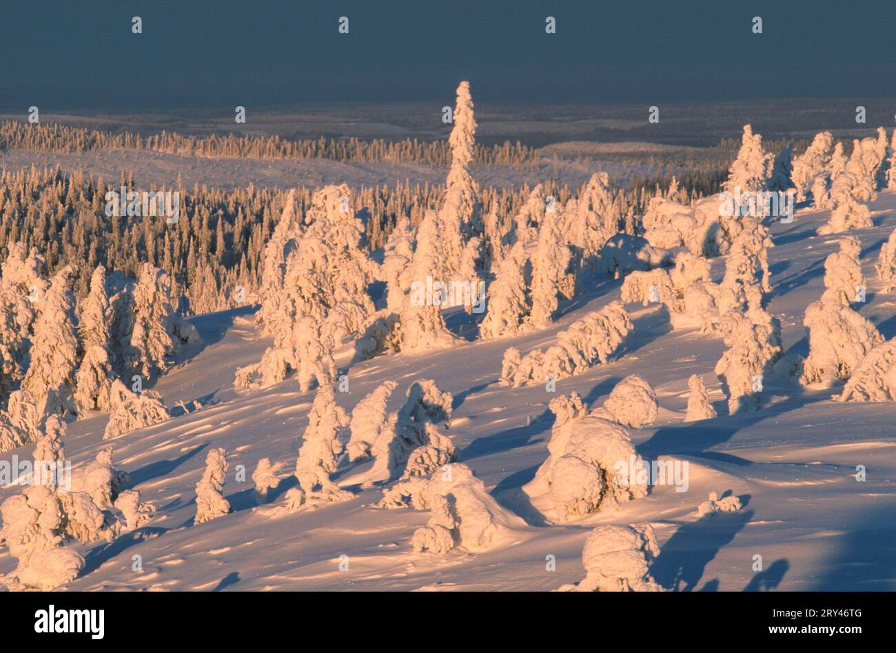 Winterlandschaft, Valtavaara Mountain, Ruka, Kuusamo, Finnland Stockfoto
