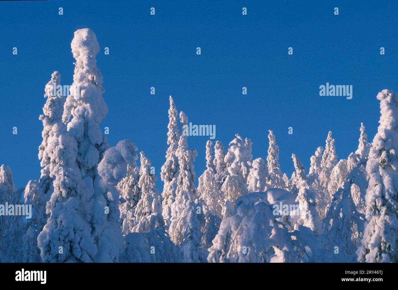 Nadelwald im Winter, Valtavaara Mountain, Ruka, Kuusamo, Finnland Stockfoto