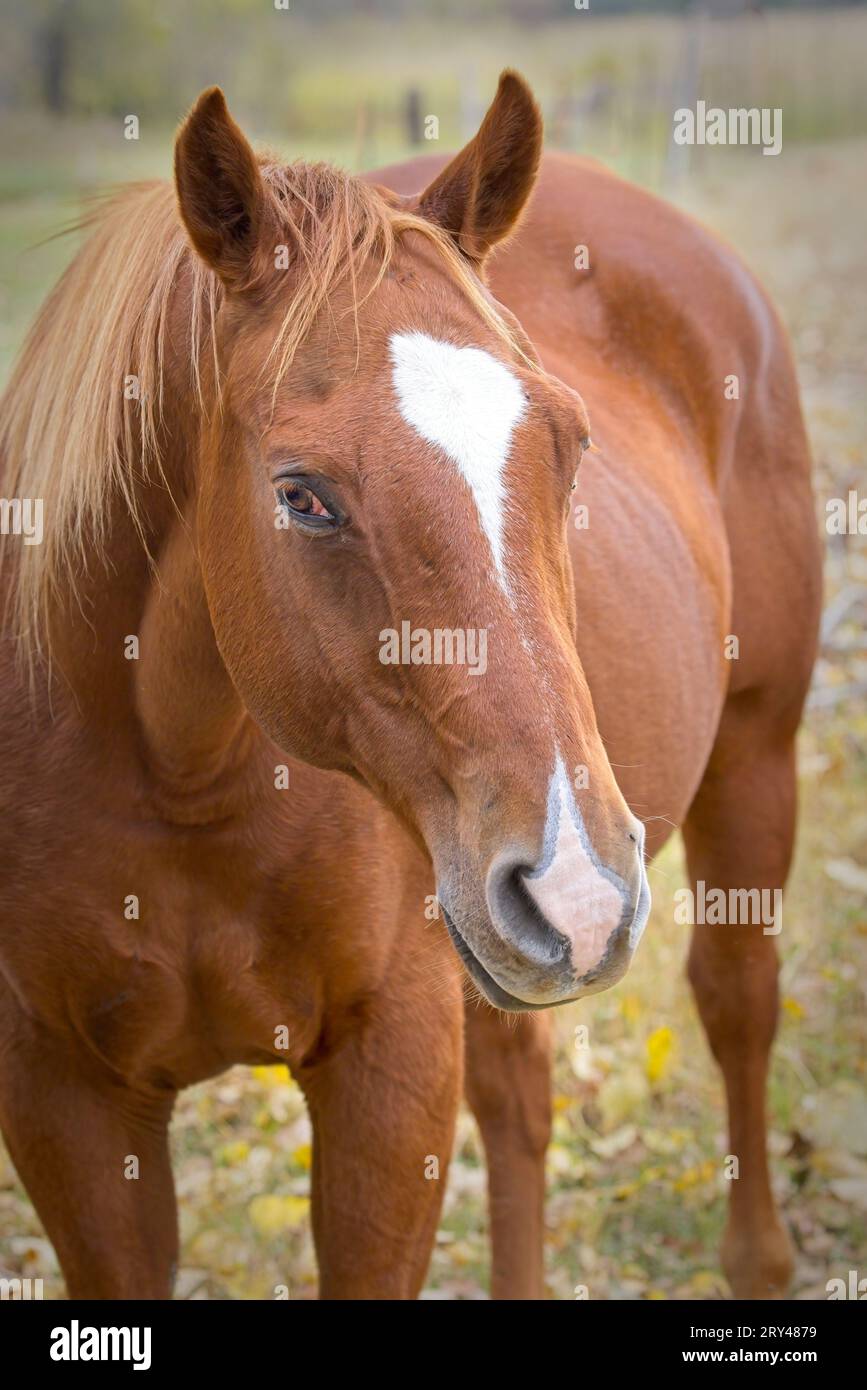 Eine Nahaufnahme eines kastanienfarbenen Pferdes, das auf einer Weide in Nord-Idaho steht. Stockfoto