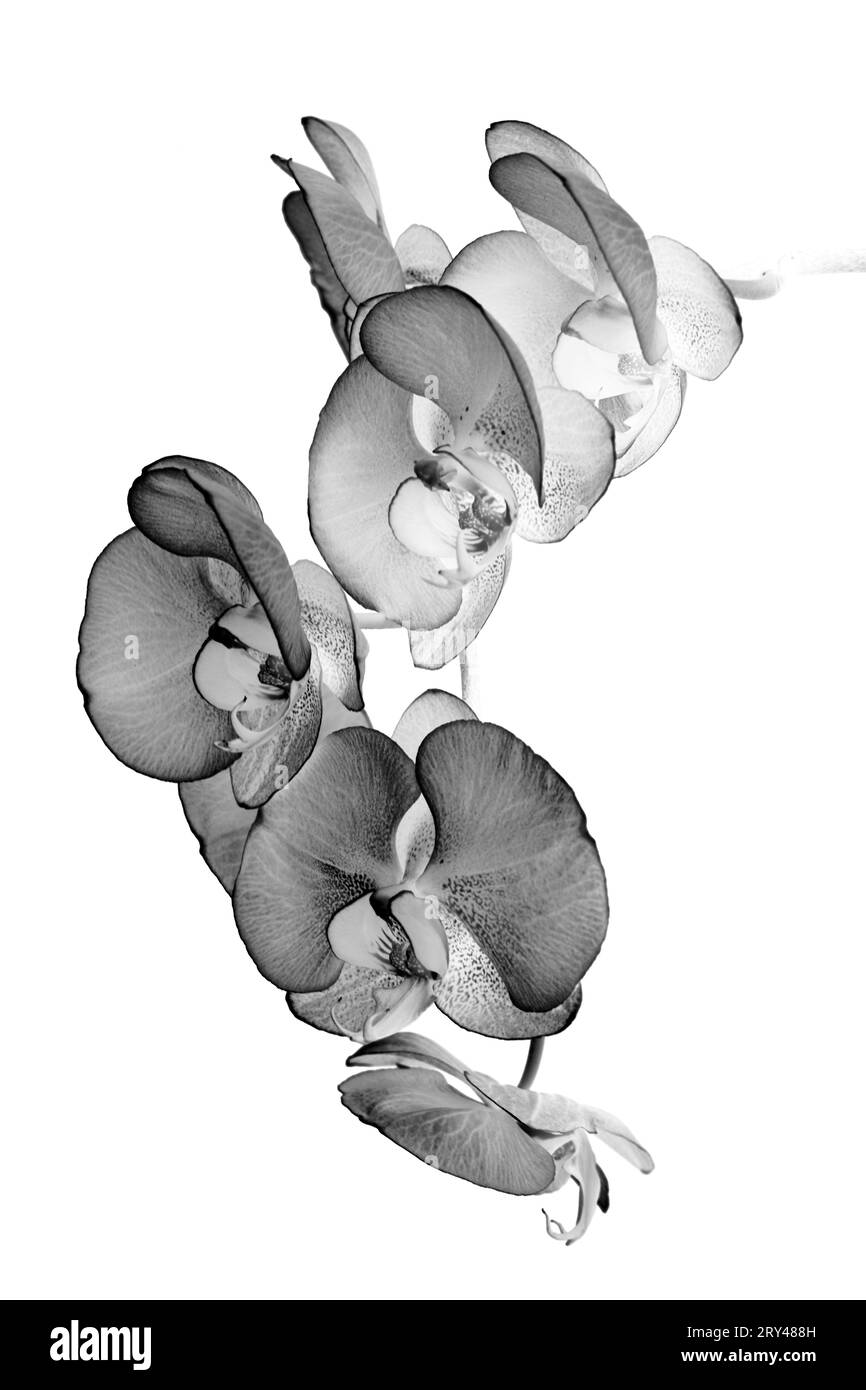 Ein abstraktes Schwarzweiß-Foto von Orchideen auf reinweißem Hintergrund. Stockfoto