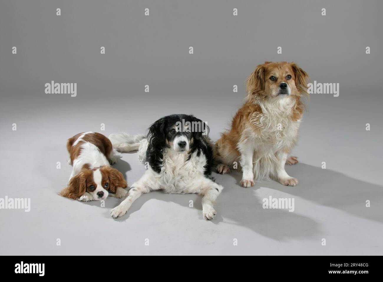Mischlingshunde und Cavalier King Charles Spaniels Stockfoto
