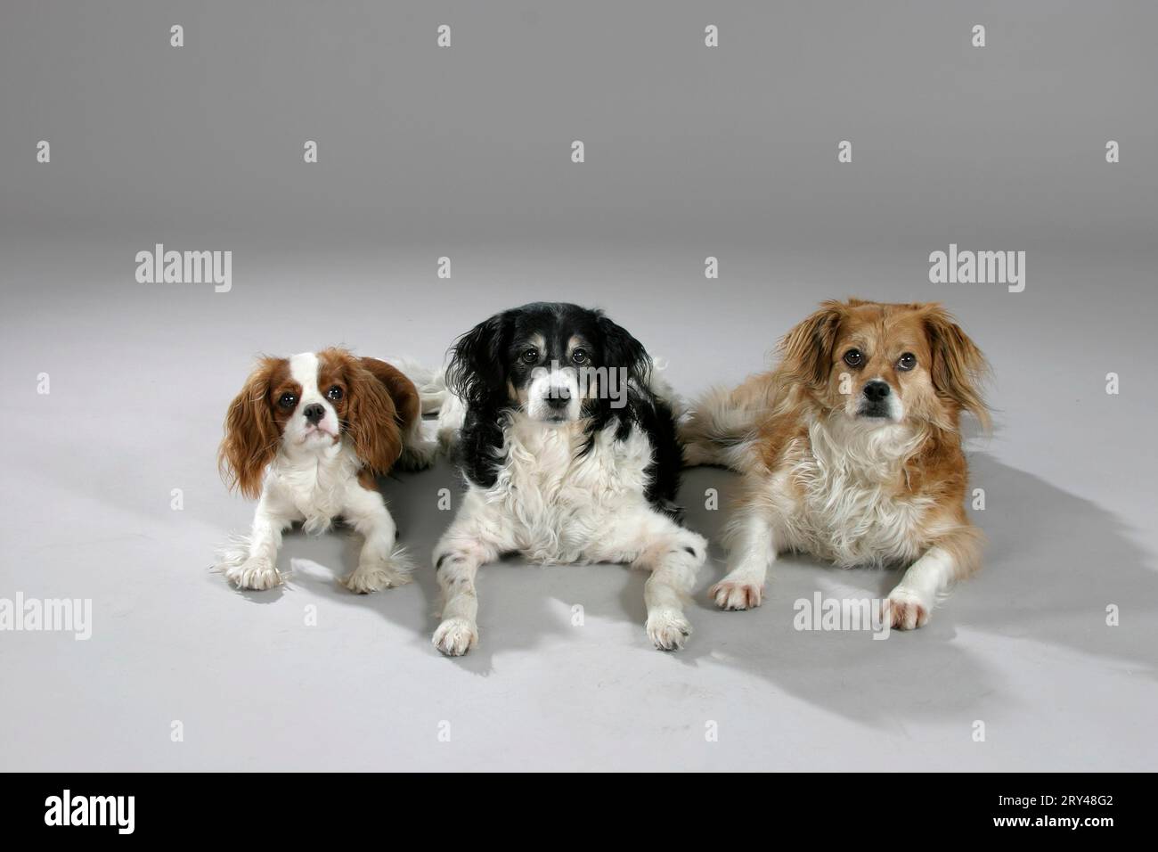 Mischlingshunde und Cavalier King Charles Spaniels Stockfoto