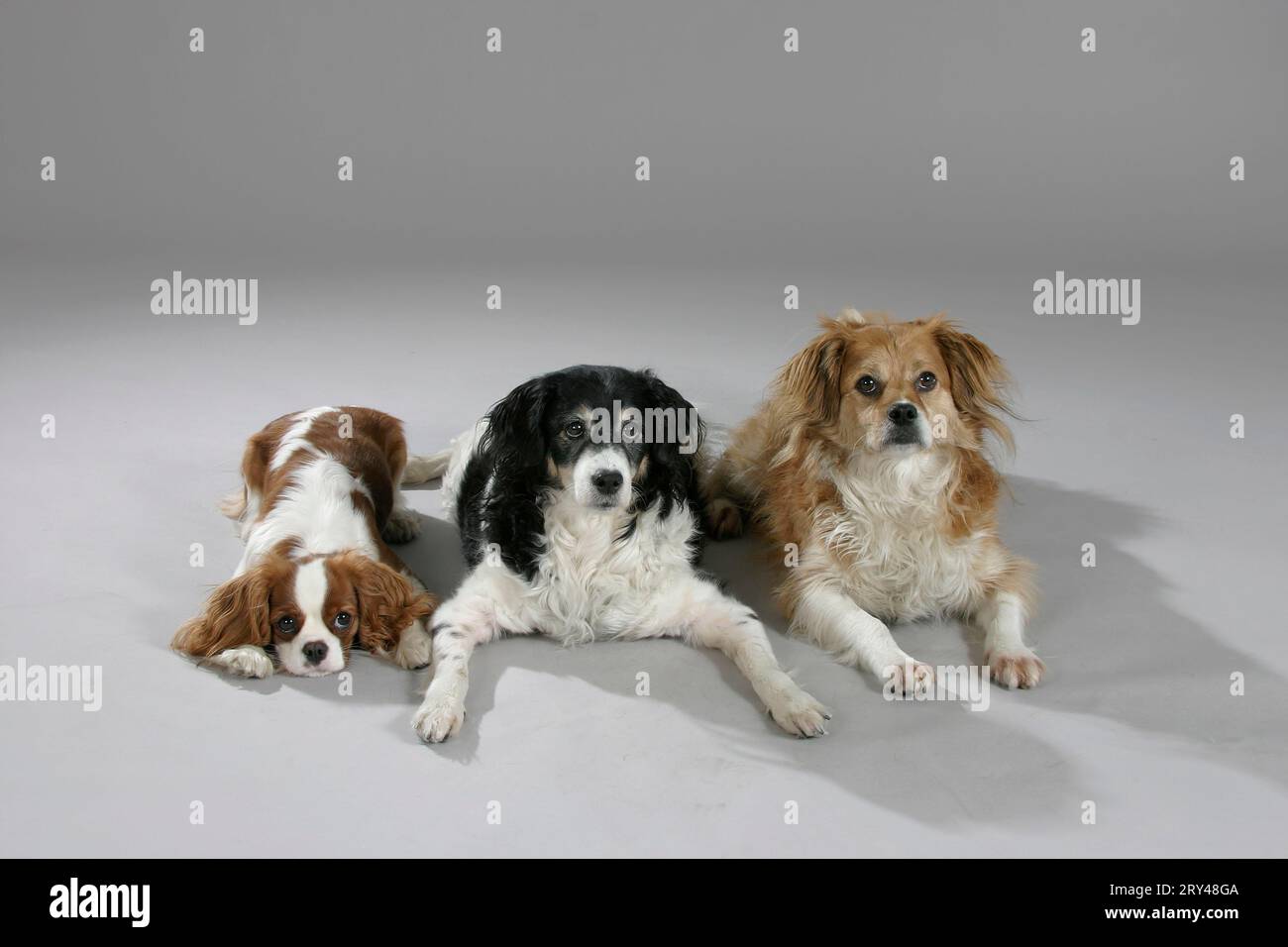 Mischlingshunde und Cavalier King Charles Spaniels Stockfoto