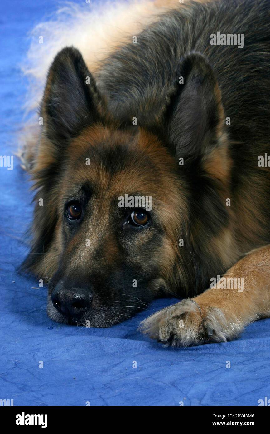 Der Alte Deutsche Schäferhund, Der Deutsche Schäferhund Stockfoto