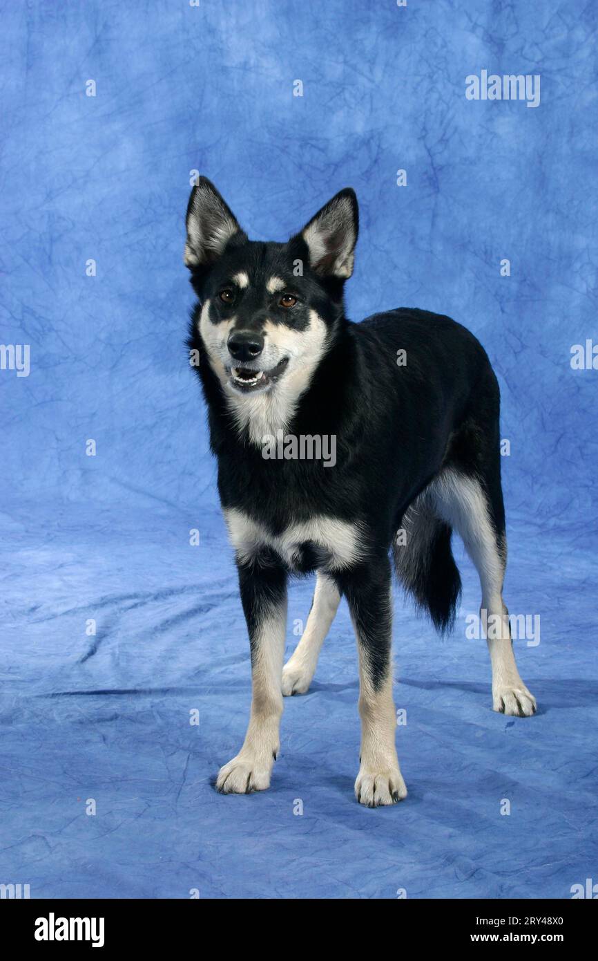 Finishing Rentier Herder, Finnisch Lappland Shepherd Dog, Lappland Rentier Dog, Säugetiere, Säugetiere, Tiere, Haustier, Haustier, Indoor, Studio Stockfoto