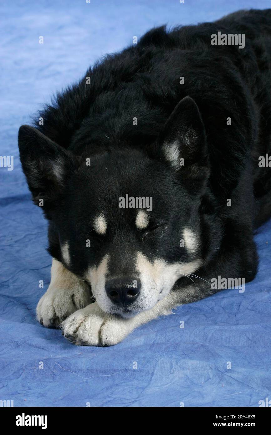 Finishing Rentier Herder, Finnisch Lappland Shepherd Dog, Lappland Rentier Dog, Säugetiere, Säugetiere, Tiere, Haustier, Haustier, Indoor, Studio Stockfoto