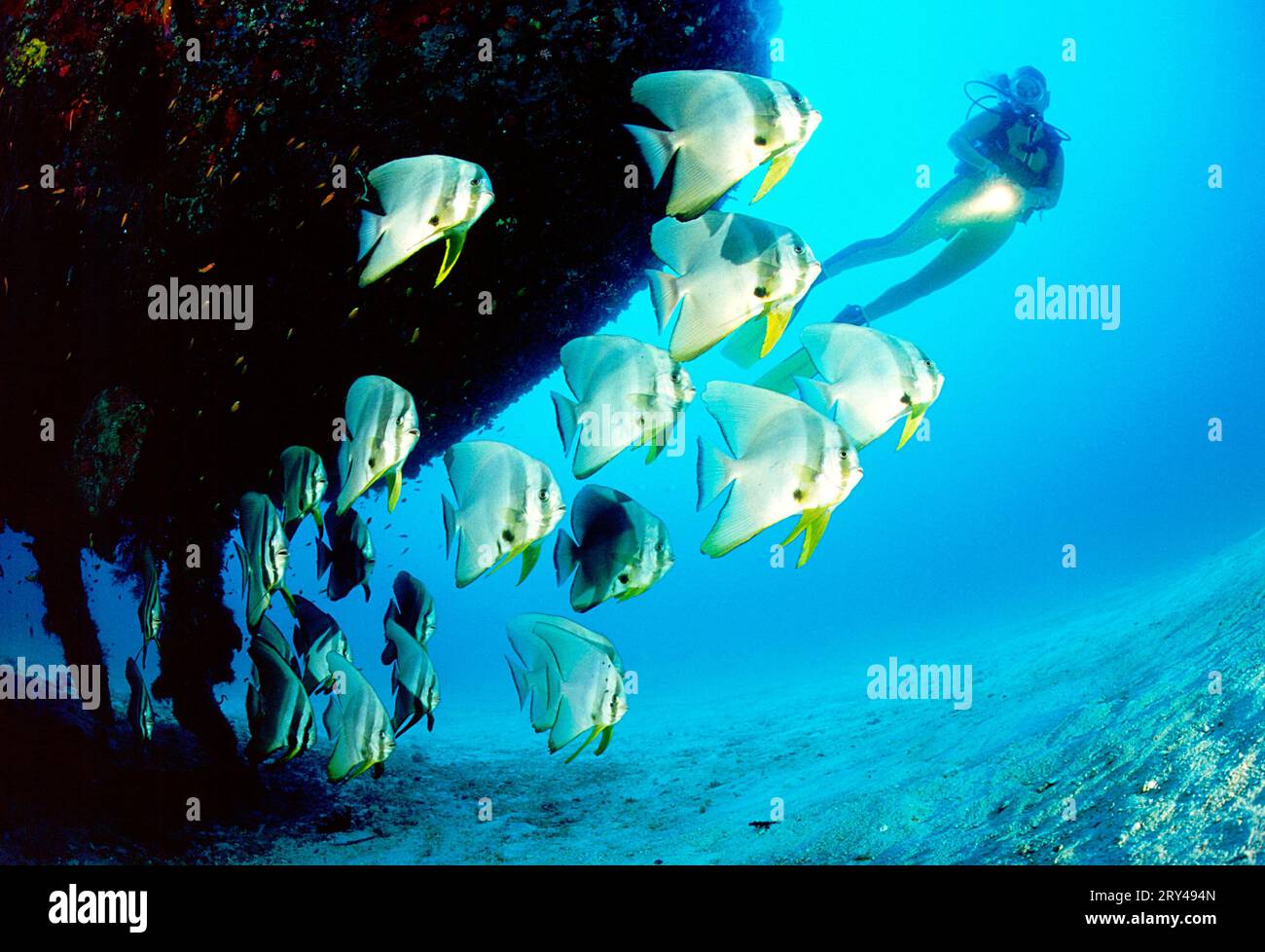 Pinnate Spadefish und Taucher bei Dusky Fledermausfischen (Platax pinnatus), Fledermausfische und Taucher bei Wrack, andere Tiere, andere Tiere, Indischer Ozean, Pazifik Stockfoto