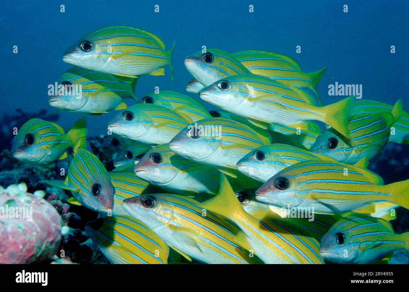 Fünftreifenschnapper (Lutjanus quinquelineatus), Fuenfstreifenschnapper, andere Tiere, andere Tiere, Fische, Fisch Stockfoto