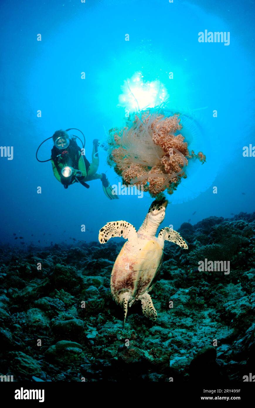 Seaturtle isst Quallen, Malediven, Meeresschildkröte isst Quallen, Malediven Stockfoto