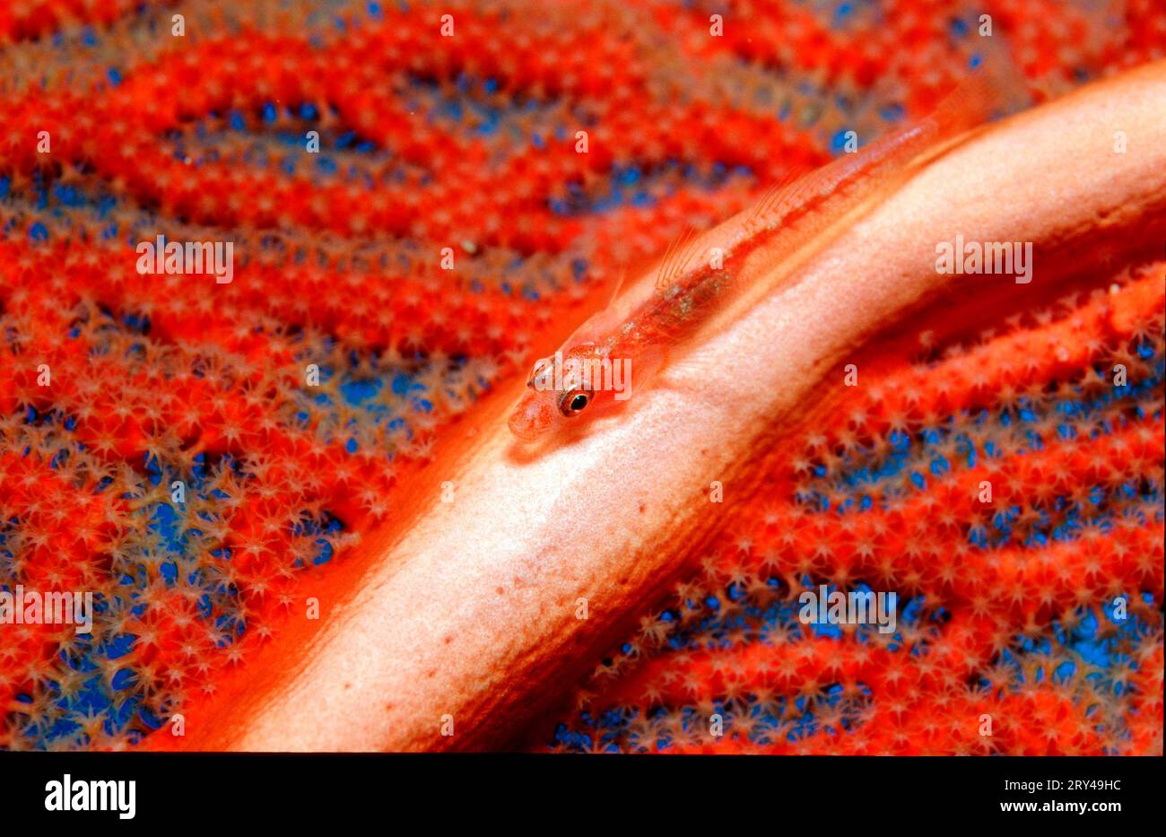 Grogonian Large Peitsche Goby (Bryaninops amplus), Grogonien-Zwerggrundel, andere Tiere, andere Tiere, Fische, Fisch, Unterwasser, unter Wasser, Indischer Stockfoto