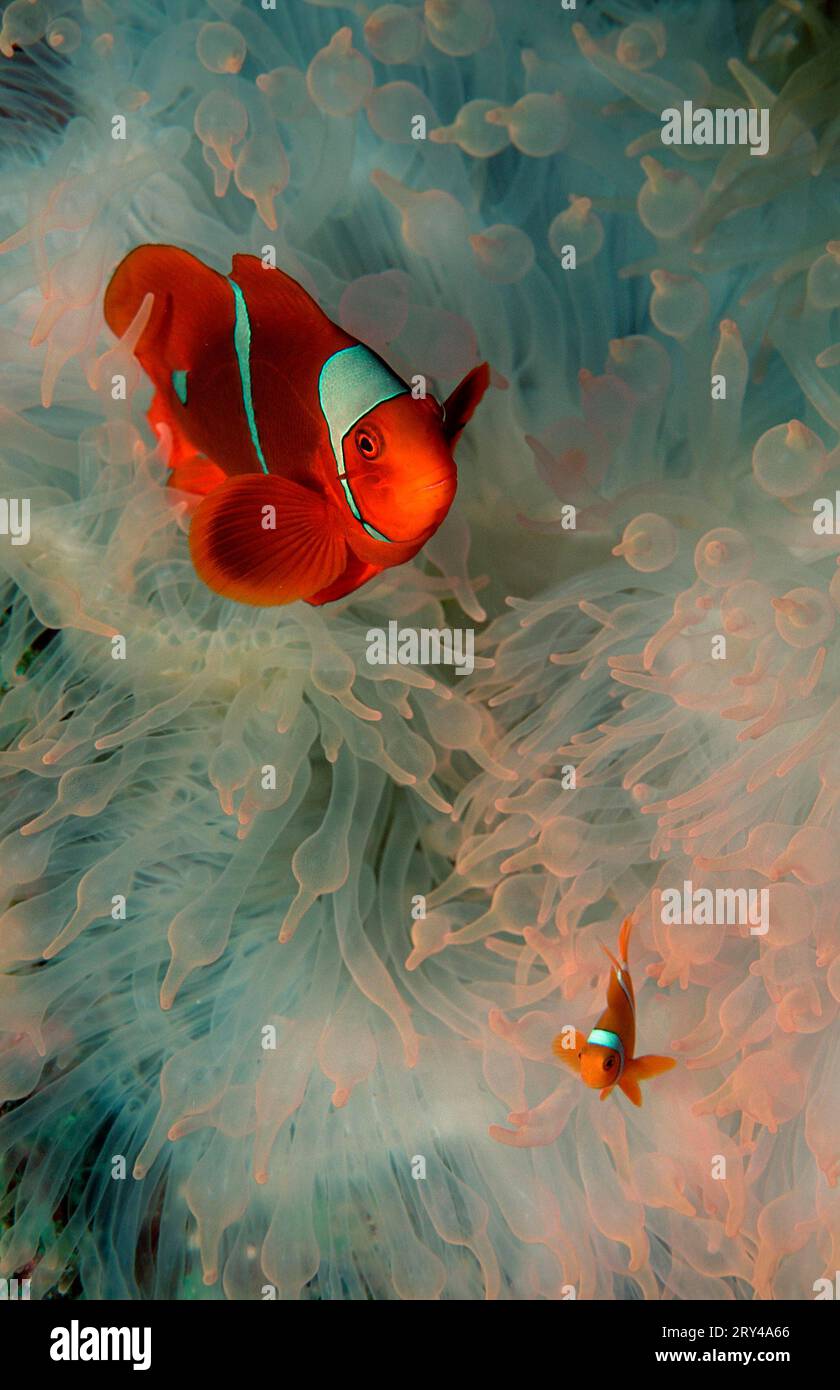 Wirbelsäulen-Wangen-Clownfisch, Papua-Neuguinea (Amphiprion biaculeatus), Maroon (Premnas biaculeatus) Clownfisch Stockfoto