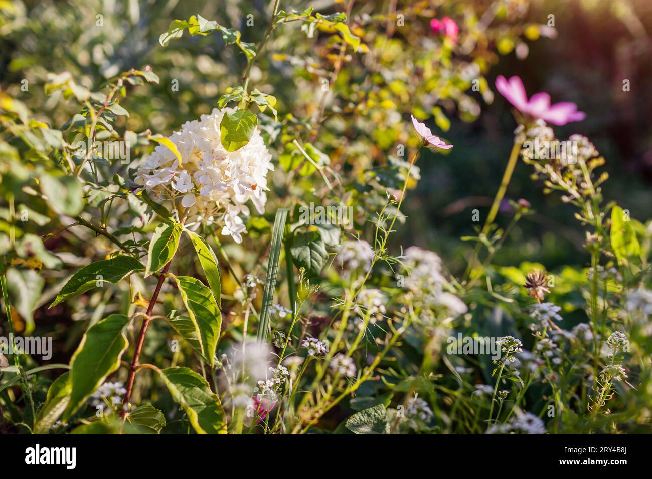Hydrangea paniculata blüht im Sommergarten bei Sonnenuntergang. Weiße Blumen, umgeben von Kosmos und Gelssum an der Blumengrenze. Stockfoto