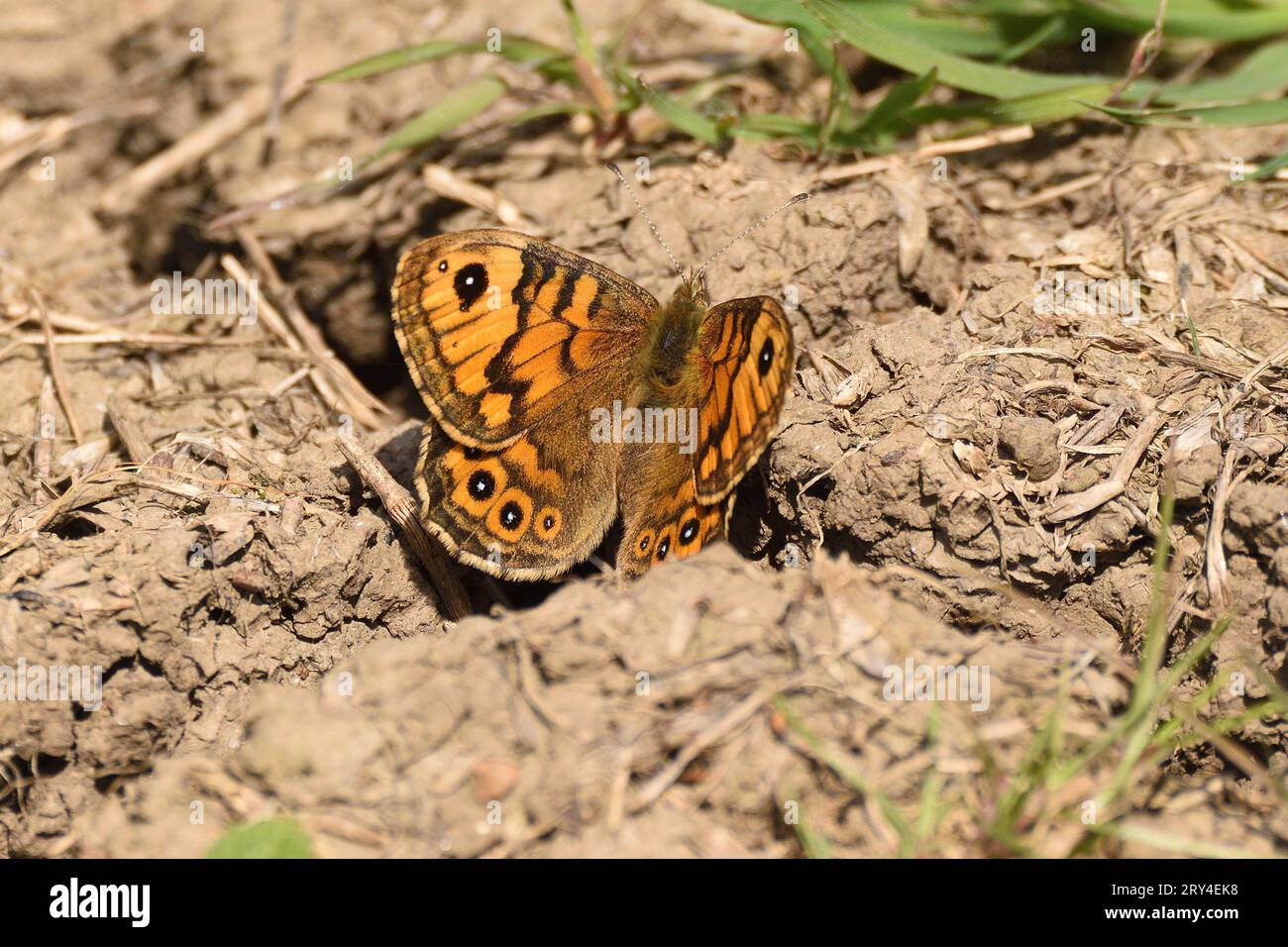 Wall Brown Butterfly ruht im späten Frühjahr in der Sonne. Essex, England, Großbritannien. Stockfoto