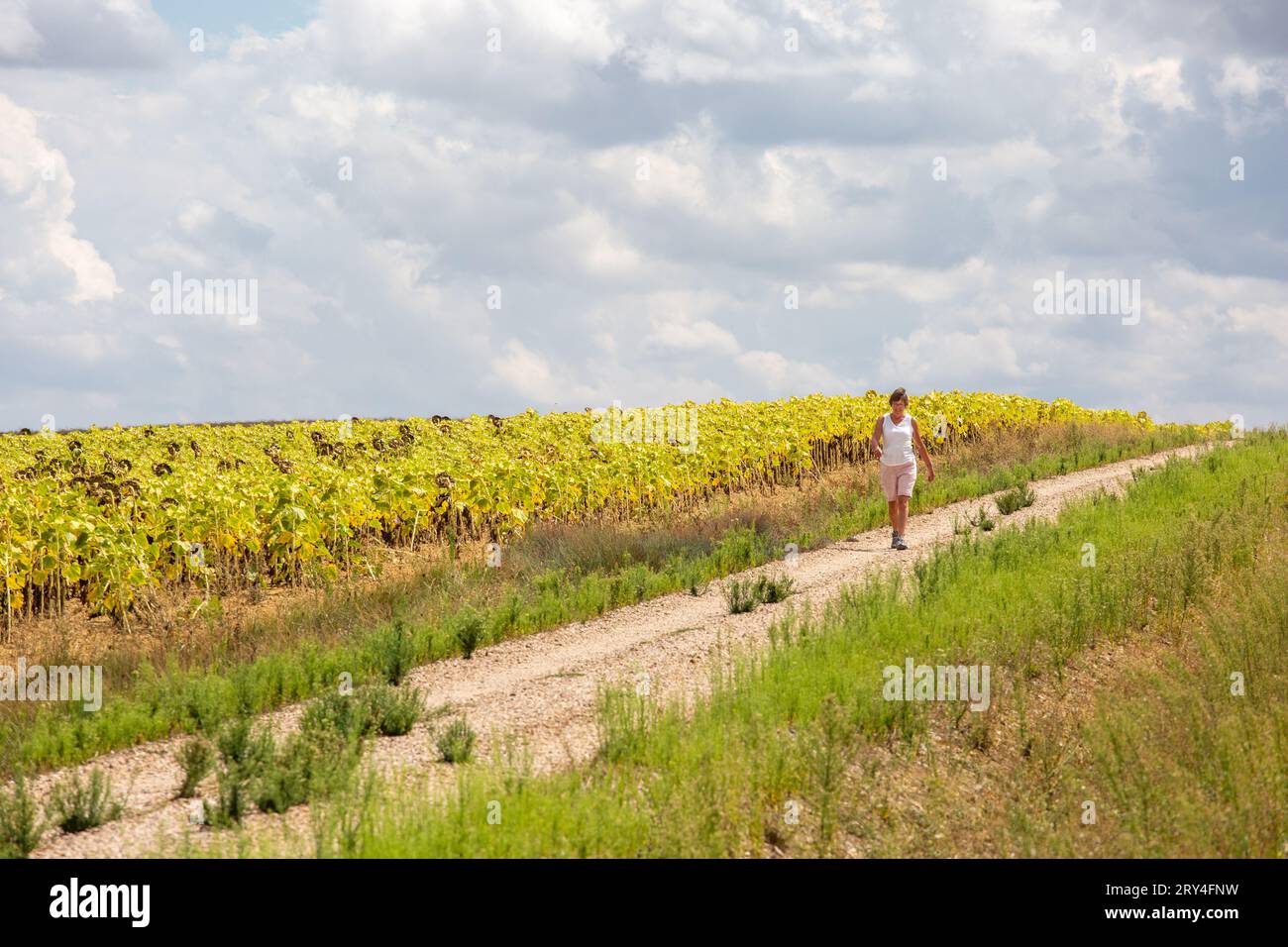 Eine Frau, die den Jakobsweg durch die spanische Landschaft zwischen Villalcazar und Carrion Spanien führt Stockfoto