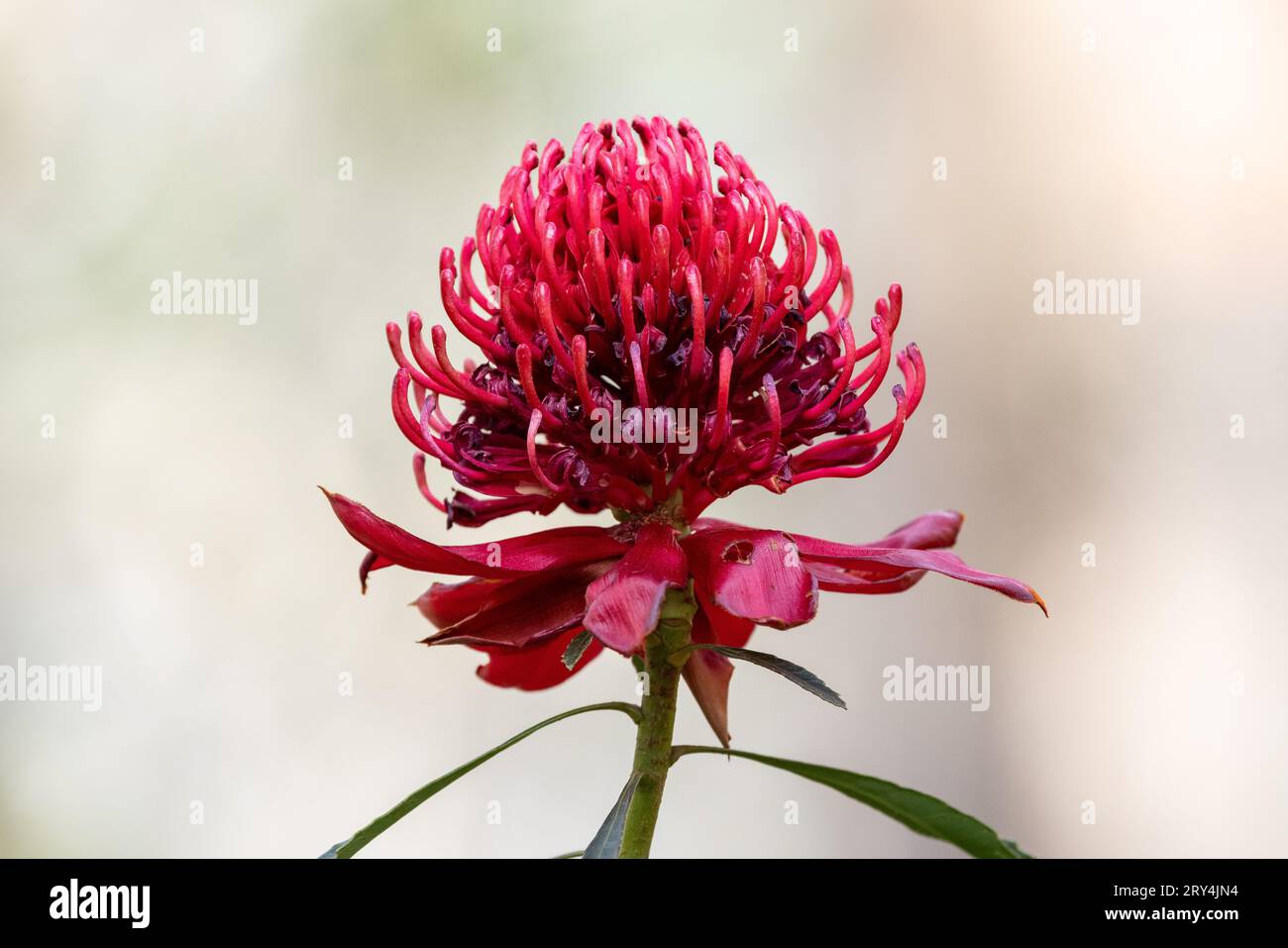New South Wales Waratah Blume Stockfoto