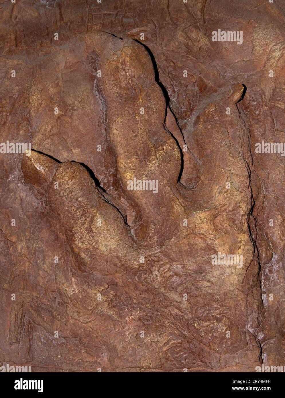 Fossiler Fussabdruck des Eubrontes-Dinosauriers Stockfoto
