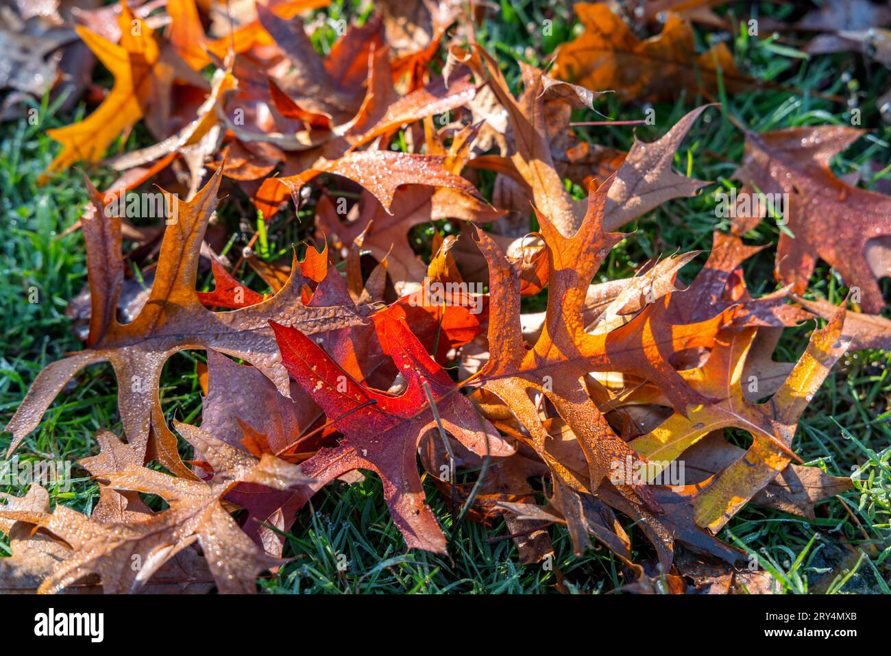 Herbstliche Eichenblätter bedeckt mit feuchtem Tau, fallen auf grünes Gras und werden von der Sonne in Vancouver, Kanada, erleuchtet Stockfoto