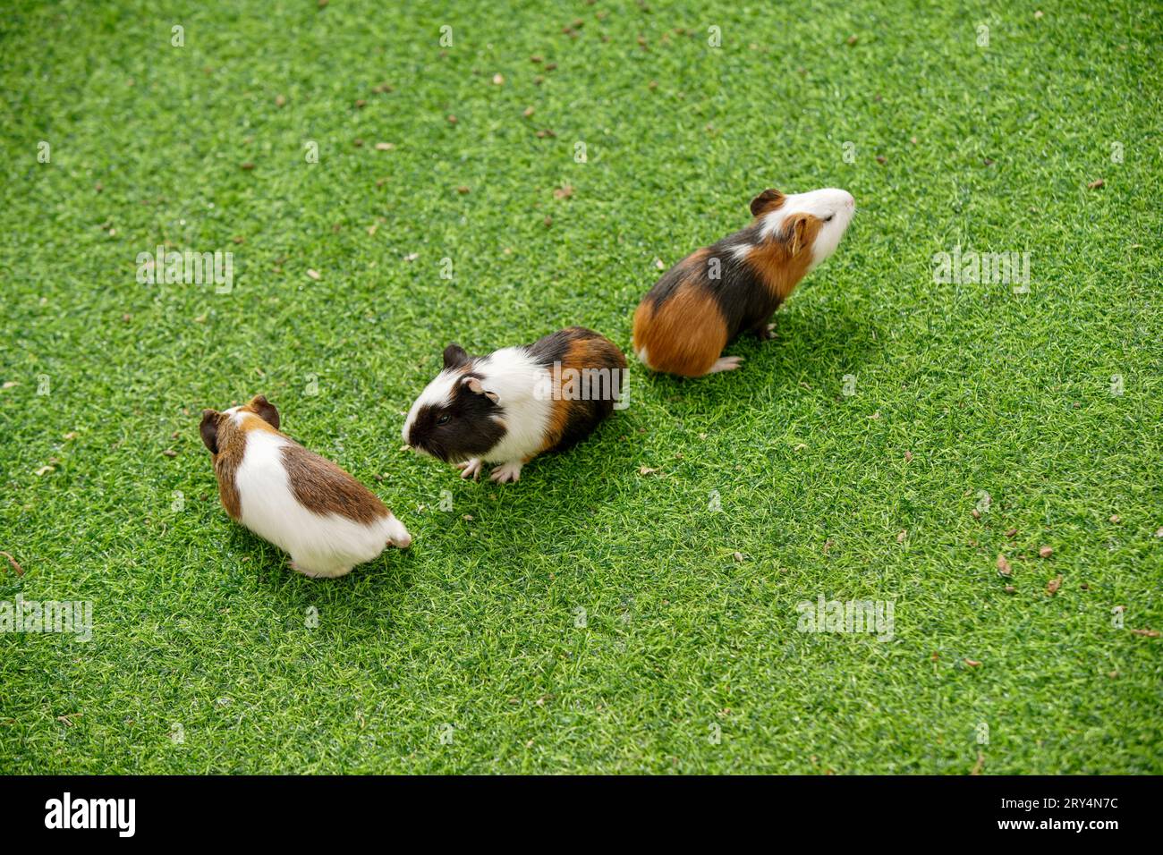 Niedliche niederländische Maus auf dem Rasen in einem Zoo Stockfoto