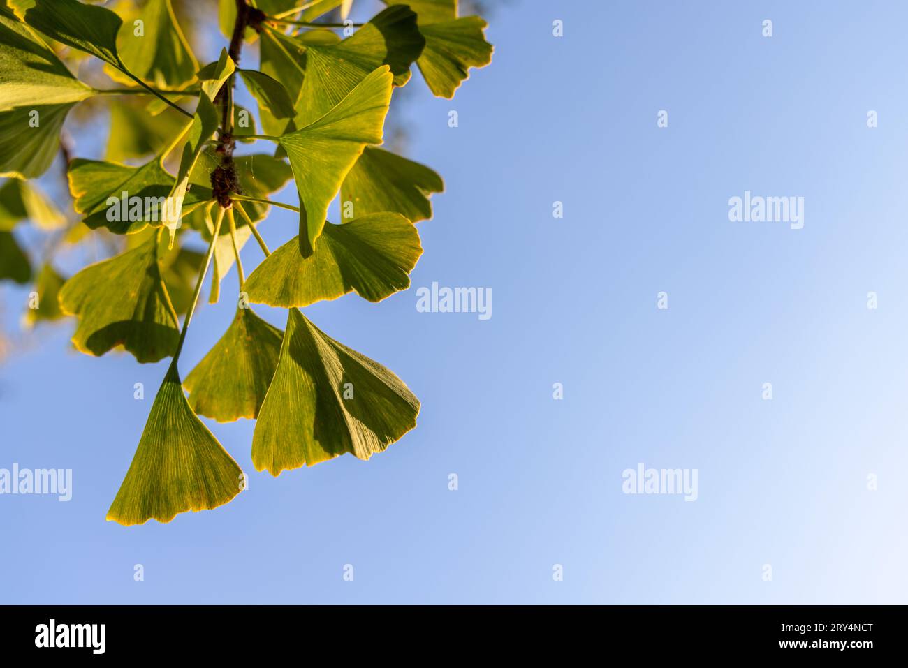Grüne Ginkgo-Blätter in der Herbstsonne in Vancouver, Kanada, vor einem blauen Himmel. Stockfoto