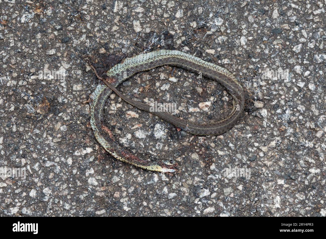 Eine tote östliche Strumpfschlange, Thamnophis sirtalis sirtalis, überfahren von einem Fahrzeug auf einer alten Asphaltstraße. Stockfoto