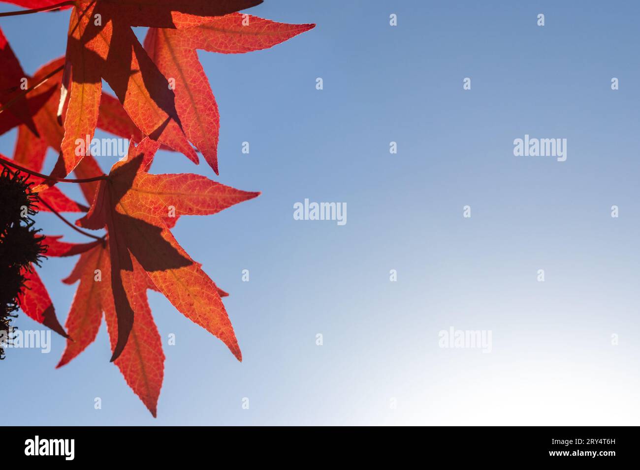 Leuchtend rote Blätter aus japanischem Ahorn, die im Herbst in Vancouver, Kanada, von der Sonne beleuchtet werden. Herbstblätter stehen vor einem blauen Himmel. Stockfoto