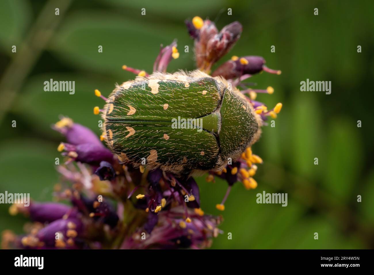 Oxycetonia jucunda Faldermann saugt Nektar an gelben Blüten Stockfoto
