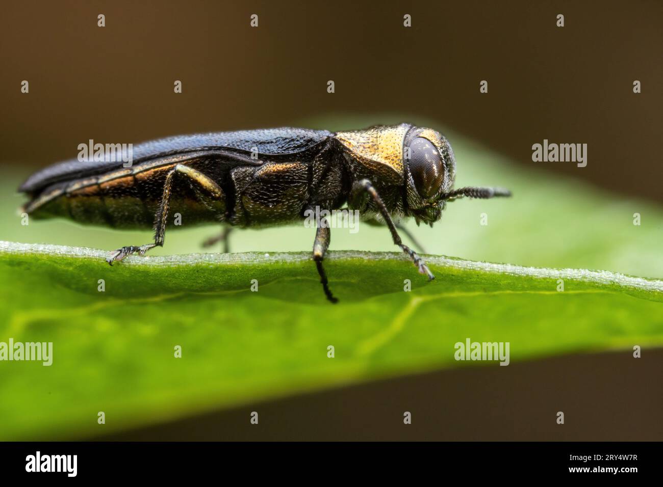 Der Buprestidenkäfer besiedelt die Blätter von Wildpflanzen Stockfoto